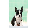 boston-terrier-stenad-small-3