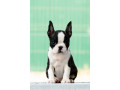 boston-terrier-stenad-small-1