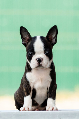 boston-terrier-stenad-big-2