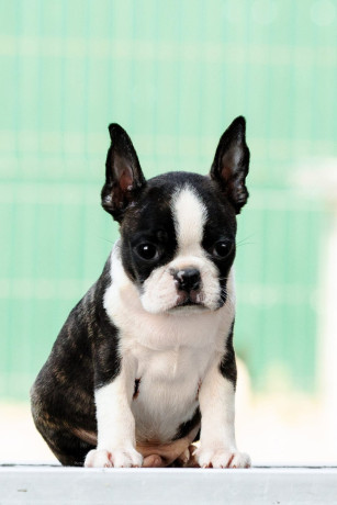 boston-terrier-stenad-big-3