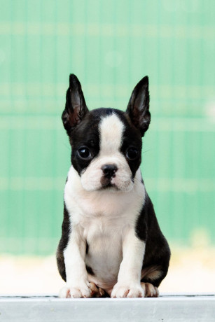 boston-terrier-stenad-big-1