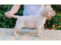 stenci-labrador-retrivera-small-1