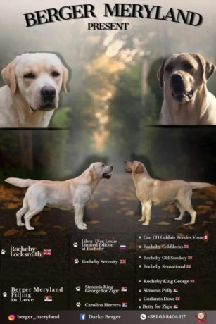stenci-labrador-retrivera-big-4
