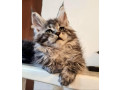 maine-coon-macici-novo-leglo-small-4