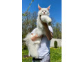 maine-coon-macici-novo-leglo-small-0