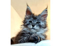 maine-coon-macici-novo-leglo-small-3