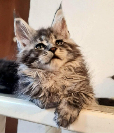 maine-coon-macici-novo-leglo-big-4