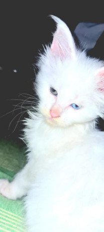 maine-coon-macici-novo-leglo-big-2
