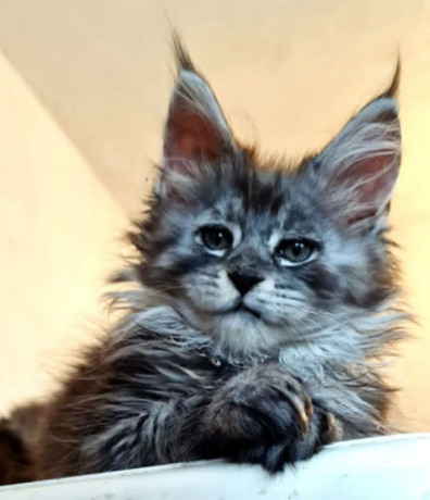 maine-coon-macici-novo-leglo-big-3