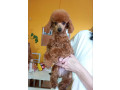 toy-pudle-small-3