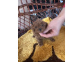 toy-pudle-small-0