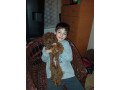 toy-pudle-small-4