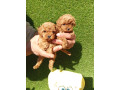 toy-pudle-small-1