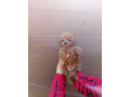 toy-pudle-small-2