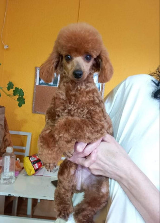 toy-pudle-big-3