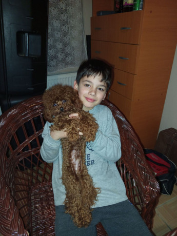 toy-pudle-big-4