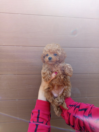 toy-pudle-big-2