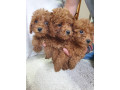 crvena-pudla-zenke-small-2