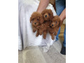 crvena-pudla-zenke-small-4
