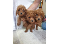 crvena-pudla-zenke-small-3