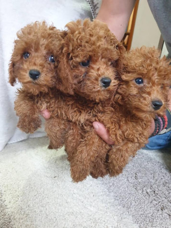crvena-pudla-zenke-big-2