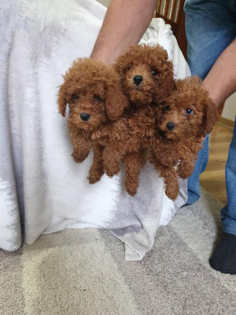 crvena-pudla-zenke-big-4