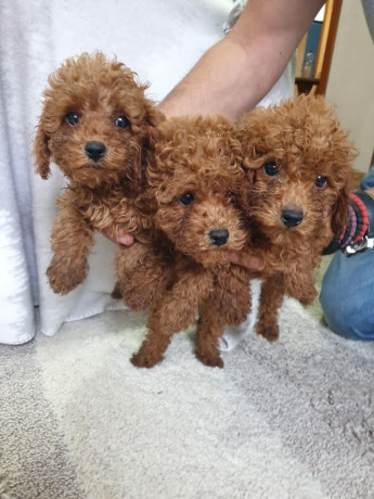 crvena-pudla-zenke-big-3