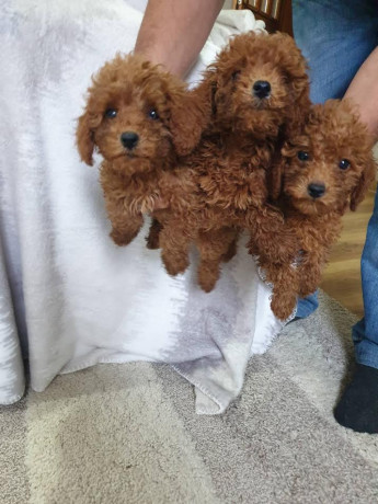 crvena-pudla-zenke-big-1