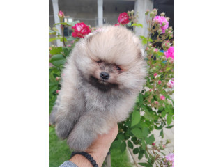 Prelepa medvedasta stenad pomeranca