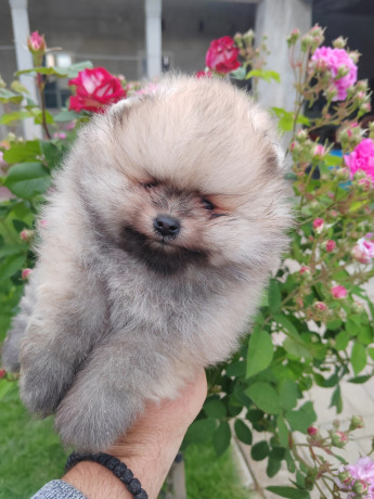 prelepa-medvedasta-stenad-pomeranca-big-0