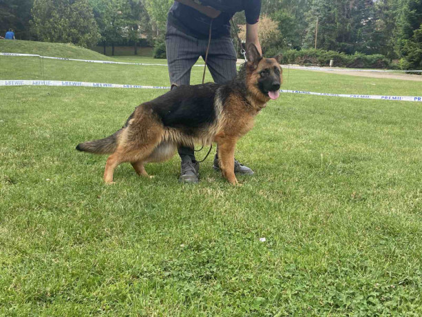 poklanjam-dve-zenke-nemackog-ovcara-big-3
