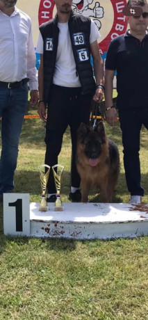 poklanjam-dve-zenke-nemackog-ovcara-big-1