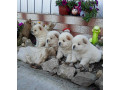 cau-cau-chow-chow-small-1