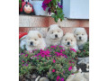 cau-cau-chow-chow-small-2