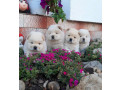 cau-cau-chow-chow-small-0