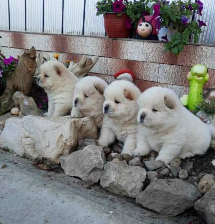 cau-cau-chow-chow-big-1