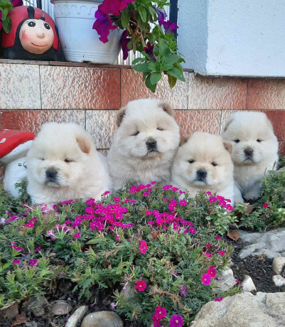 cau-cau-chow-chow-big-2