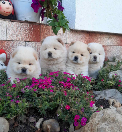 cau-cau-chow-chow-big-0