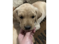 na-prodaju-stenci-labrador-retrivera-vakcinisani-i-spremni-za-novi-dom-small-3