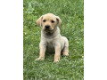na-prodaju-stenci-labrador-retrivera-vakcinisani-i-spremni-za-novi-dom-small-1