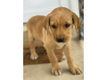 na-prodaju-stenci-labrador-retrivera-vakcinisani-i-spremni-za-novi-dom-small-2