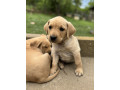 na-prodaju-stenci-labrador-retrivera-vakcinisani-i-spremni-za-novi-dom-small-0