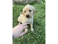 na-prodaju-stenci-labrador-retrivera-vakcinisani-i-spremni-za-novi-dom-small-4