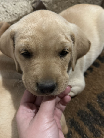 na-prodaju-stenci-labrador-retrivera-vakcinisani-i-spremni-za-novi-dom-big-3