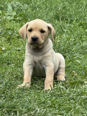 na-prodaju-stenci-labrador-retrivera-vakcinisani-i-spremni-za-novi-dom-big-1