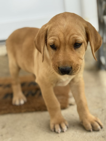 na-prodaju-stenci-labrador-retrivera-vakcinisani-i-spremni-za-novi-dom-big-2