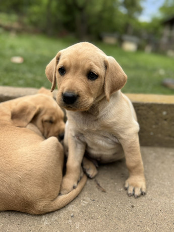 na-prodaju-stenci-labrador-retrivera-vakcinisani-i-spremni-za-novi-dom-big-0