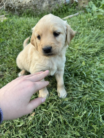 na-prodaju-stenci-labrador-retrivera-vakcinisani-i-spremni-za-novi-dom-big-4