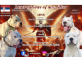 rezervacija-stenaca-dogo-argentino-small-0