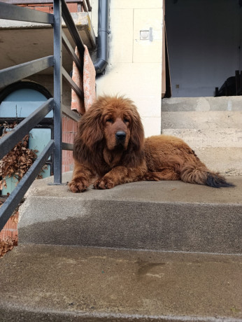 zbog-preseljenja-u-inostranstvo-dve-zenke-tibetskog-mastifa-na-udomljavanje-big-2